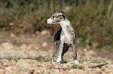 WHIPPET 137